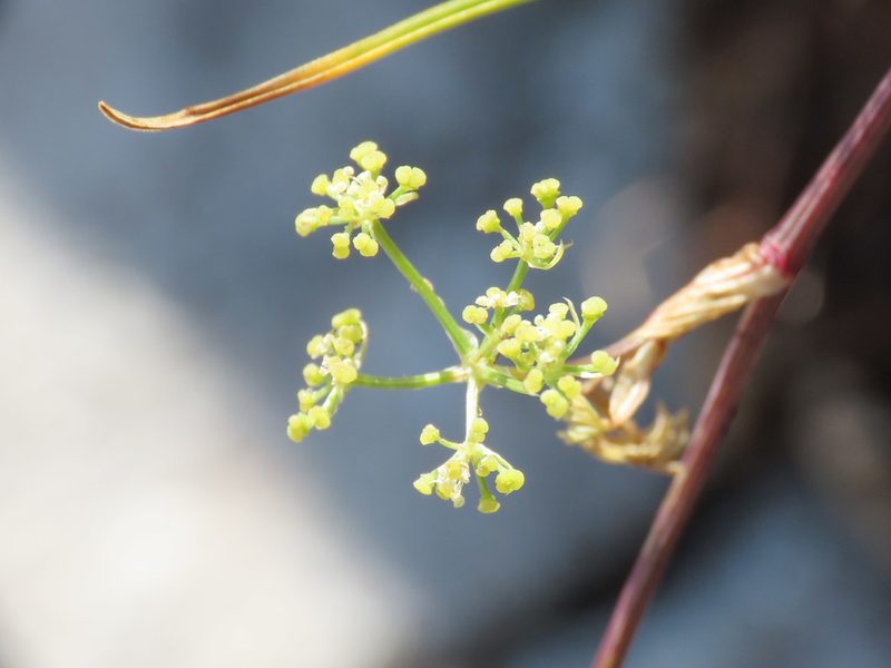 Carum carvifolium, photographed by Emanuele Santarelli