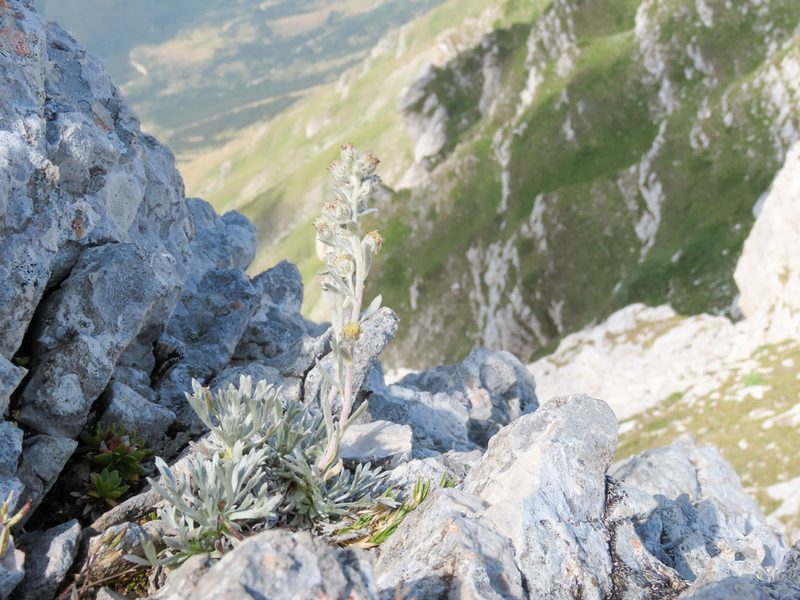 Artemisia umbelliformis, photographed by Emanuele Santarelli