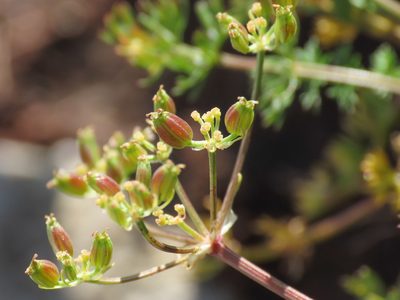 Carum carvifolium, photographed by Emanuele Santarelli