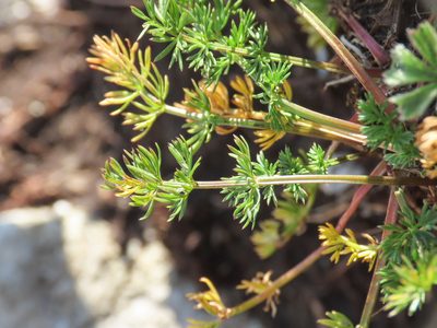 Carum carvifolium, photographed by Emanuele Santarelli