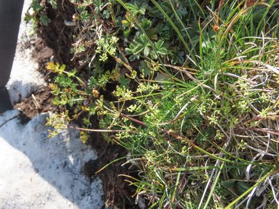 Carum carvifolium, photographed by Emanuele Santarelli