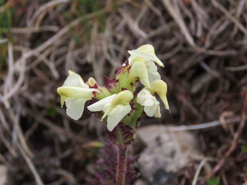 Pedicularis tuberosa, photographed by Emanuele Santarelli