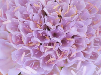 Scabiosa pyrenaica, photographed by Emanuele Santarelli
