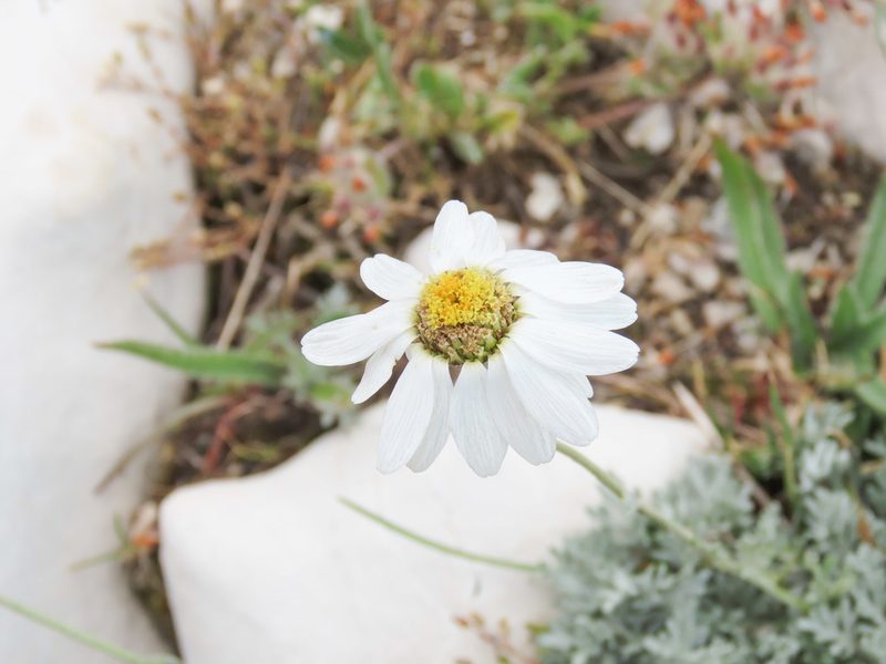 Anthemis cretica, photographed by Emanuele Santarelli