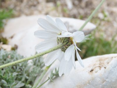Anthemis cretica, photographed by Emanuele Santarelli