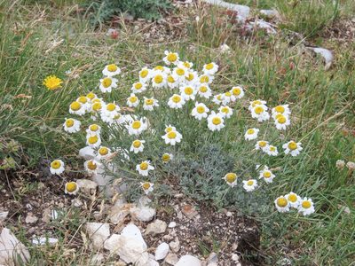 Anthemis cretica, photographed by Emanuele Santarelli