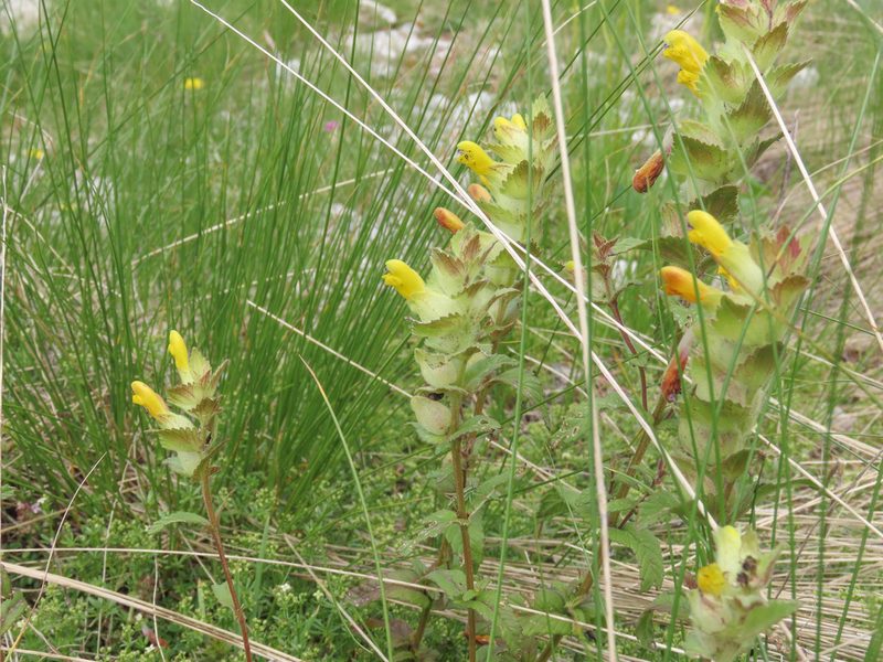 Rhinanthus wettsteinii, photographed by Emanuele Santarelli
