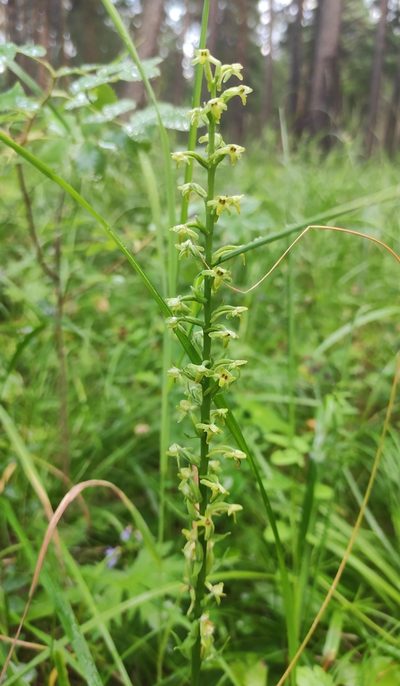 Platanthera fuscescens, photographed by Юлия