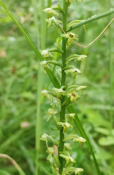 Platanthera fuscescens, photographed by Юлия