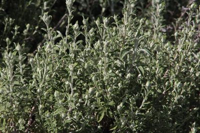 Helichrysum lepidissimum, photographed by Tony Rebelo