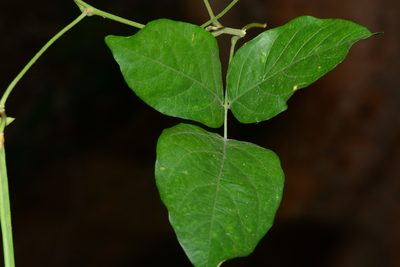 Centrosema molle, photographed by S.MORE