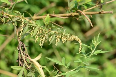 Artemisia nilagirica, photographed by S.MORE