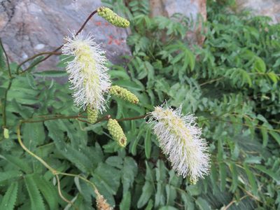 Sanguisorba dodecandra, photographed by Marco Mussita