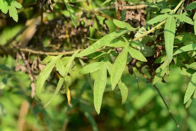 Artemisia nilagirica, photographed by S.MORE