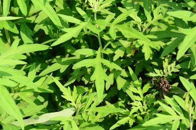 Artemisia nilagirica, photographed by S.MORE