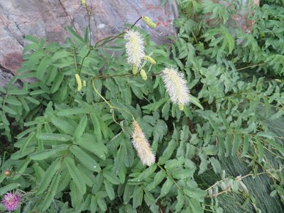 Sanguisorba dodecandra, photographed by Marco Mussita