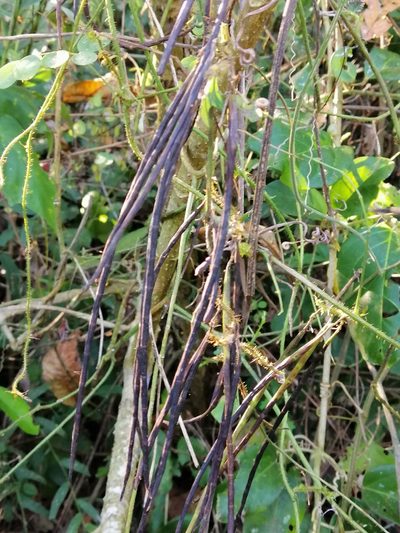 Nissolia brasiliensis, photographed by Kozue Kawakami