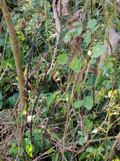 Nissolia brasiliensis, photographed by Kozue Kawakami