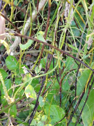 Nissolia brasiliensis, photographed by Kozue Kawakami
