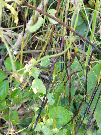 Nissolia brasiliensis, photographed by Kozue Kawakami