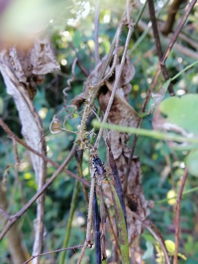 Nissolia brasiliensis, photographed by Kozue Kawakami