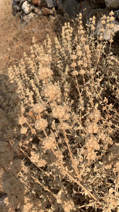 Pseudodictamnus mediterraneus, photographed by byebyeblondie