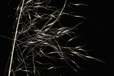 Muhlenbergia sericea, photographed by Douglas Goldman