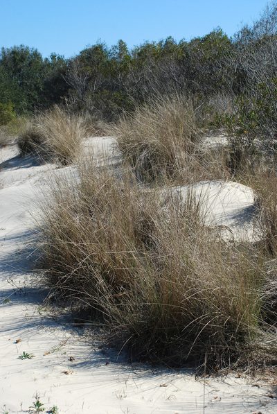 Muhlenbergia sericea, photographed by Douglas Goldman