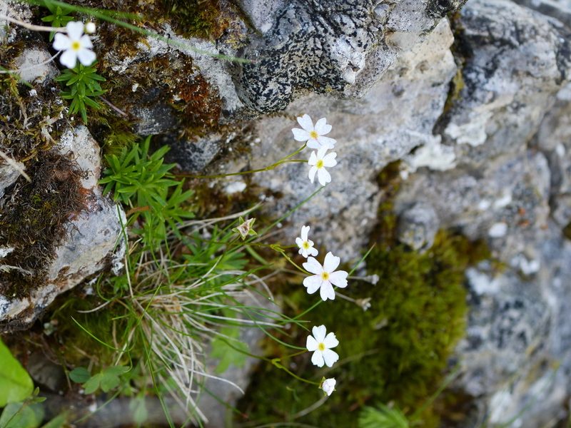 Androsace lactea, photographed by Wolfgang Jauch