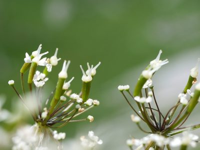 Chaerophyllum villarsii, photographed by Wolfgang Jauch