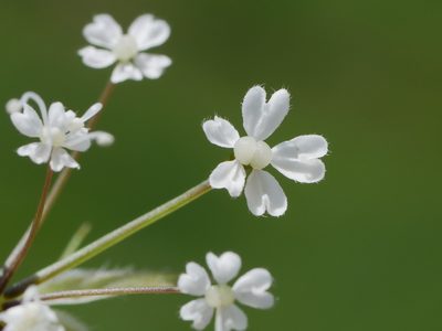 Chaerophyllum villarsii, photographed by Wolfgang Jauch
