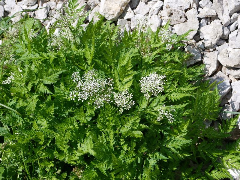 Chaerophyllum villarsii, photographed by Wolfgang Jauch
