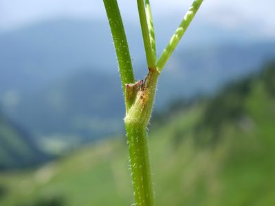 Chaerophyllum villarsii, photographed by Wolfgang Jauch