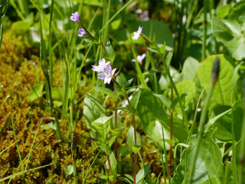 Epilobium alsinifolium, photographed by Wolfgang Jauch