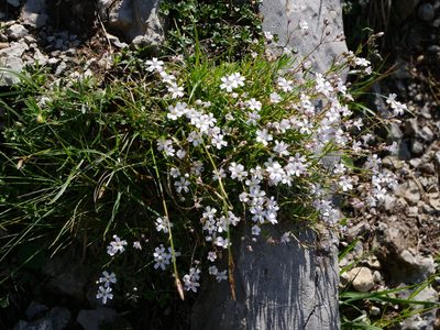 Gypsophila repens, photographed by Wolfgang Jauch