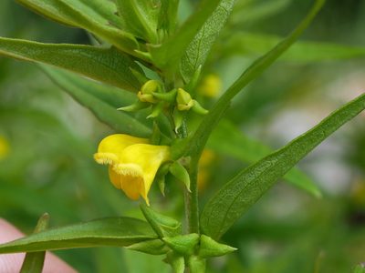 Melampyrum sylvaticum, photographed by Wolfgang Jauch