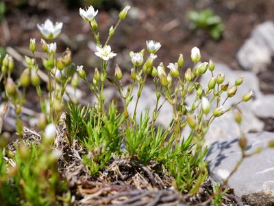 Sabulina verna, photographed by Wolfgang Jauch