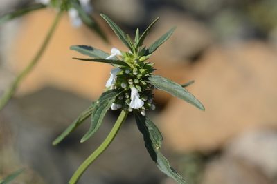 Leucas lavandulifolia, photographed by S.MORE