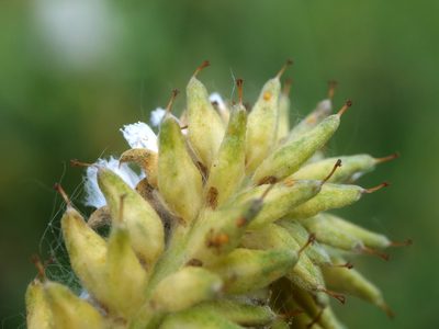 Salix waldsteiniana, photographed by Wolfgang Jauch