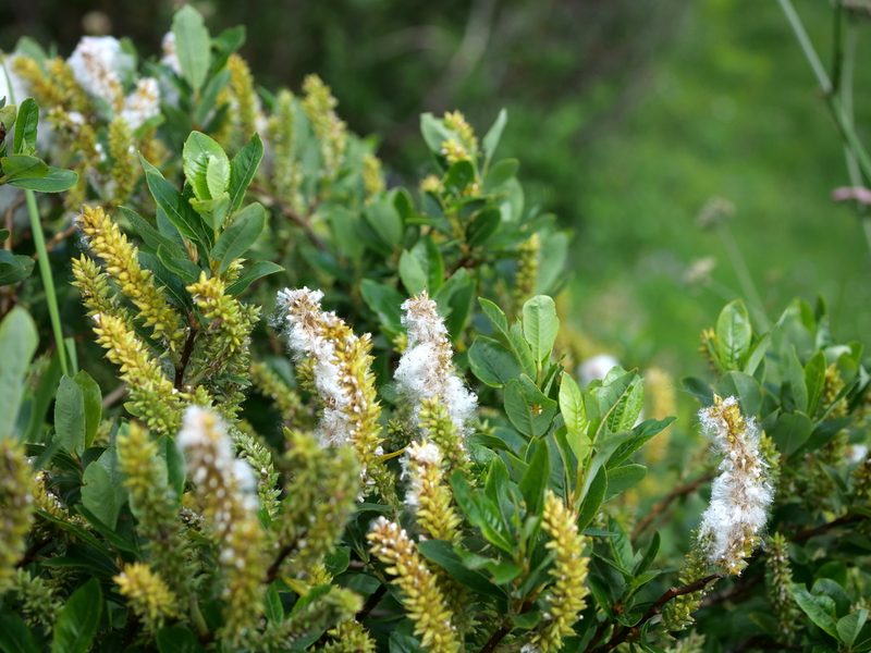 Salix waldsteiniana, photographed by Wolfgang Jauch