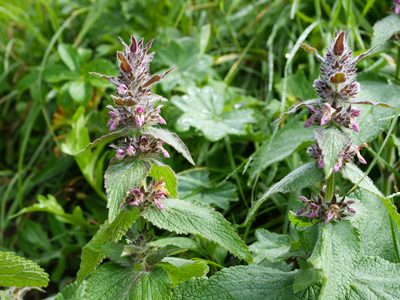 Stachys alpina, photographed by Wolfgang Jauch