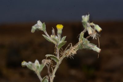 Blumea malcolmii, photographed by S.MORE
