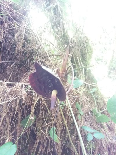 Anthurium caramantae, photographed by Daniel Mesa