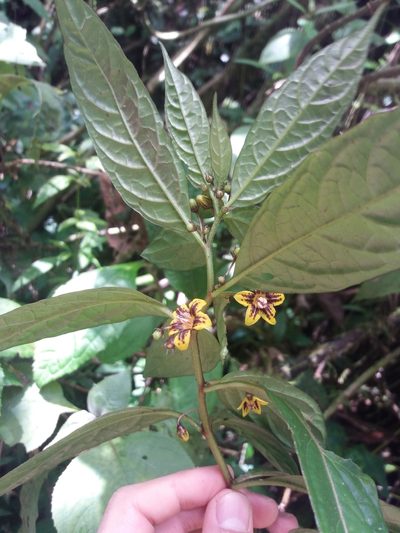 Capsicum geminifolium, photographed by Daniel Mesa