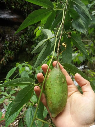 Passiflora antioquiensis, photographed by Daniel Mesa