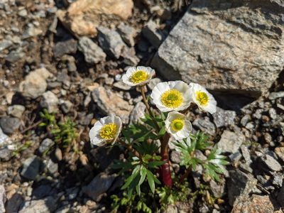 Ranunculus glacialis, photographed by Justus Müller-Kiefer