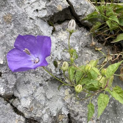 Campanula carpatica, photographed by Dag Endresen