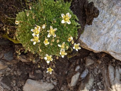 Saxifraga bryoides, photographed by Justus Müller-Kiefer