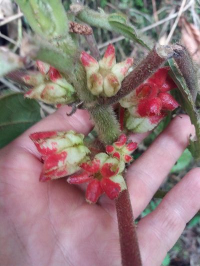 Glossoloma schultzei, photographed by Daniel Mesa