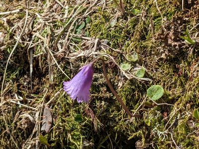 Soldanella pusilla, photographed by Justus Müller-Kiefer